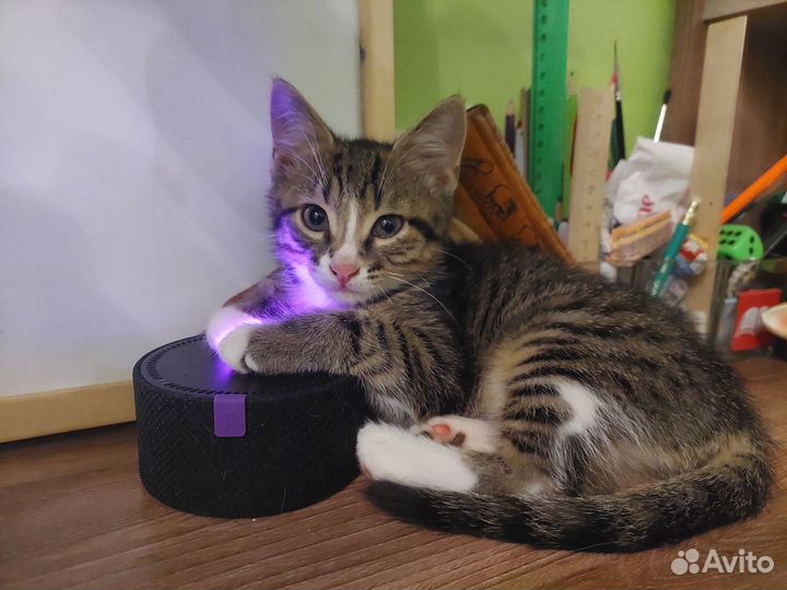 Котята бесплатно