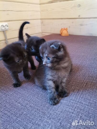 Котята в дар