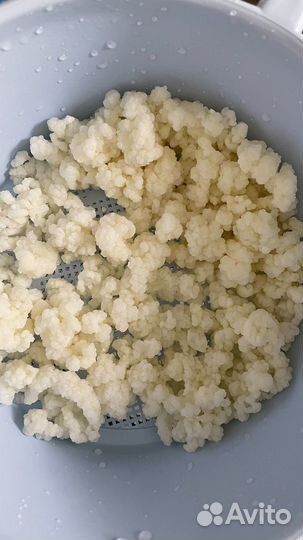 Тибетский молочный гриб кефирный