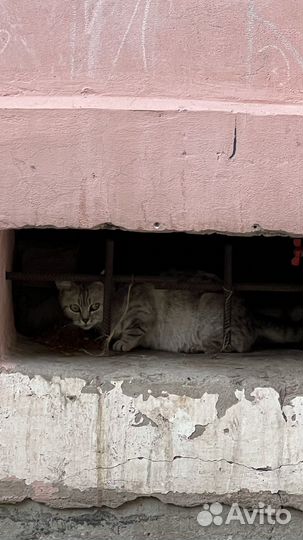 Кошка с котятами