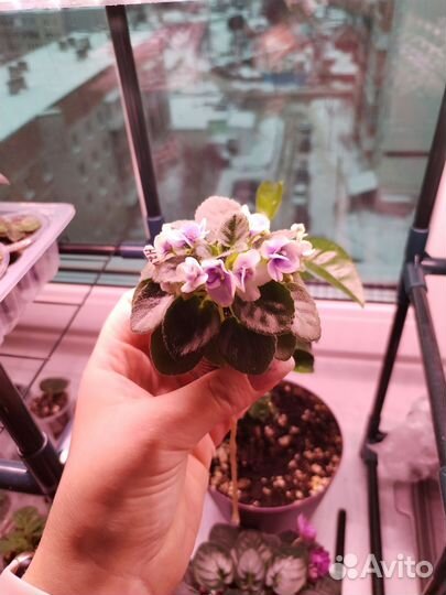 Фиалки (сенполии) мини и стандарты