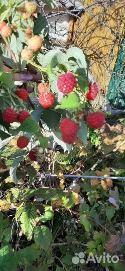 Ремонтантная малина