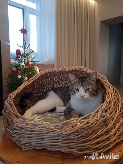 Домик лежанка для кошки