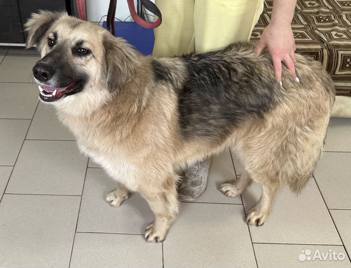 Собака в добрые руки