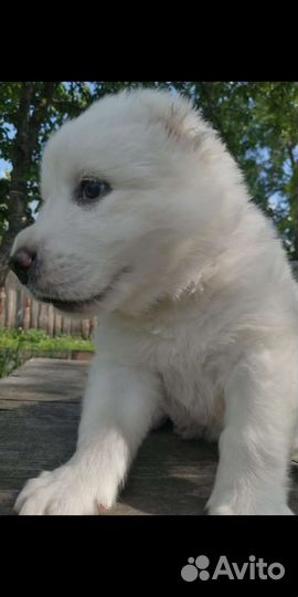 Среднеазиатская овчарка. Алабай