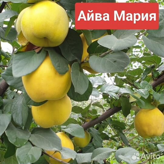 Саженцы Айва