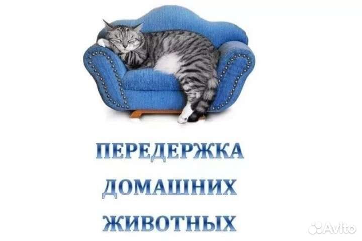 Передержка животных на время отпуска