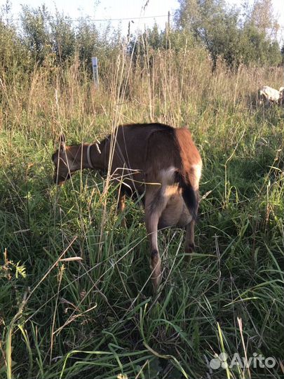 Козы дойные