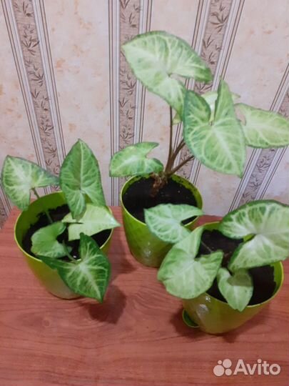 Сингониум с кашпо