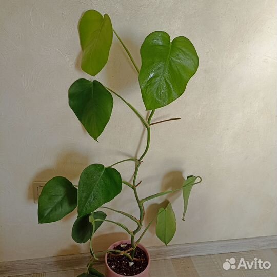 Монстера альба макушка