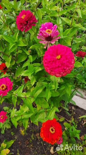 Семена цветов-Цинии,Бархотки,Ночн.красав.Цуккини