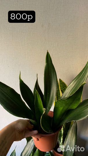 Сансевиерии в ассортименте