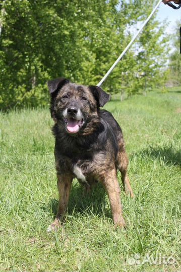 Подари счастливую жизнь собаке, Балин