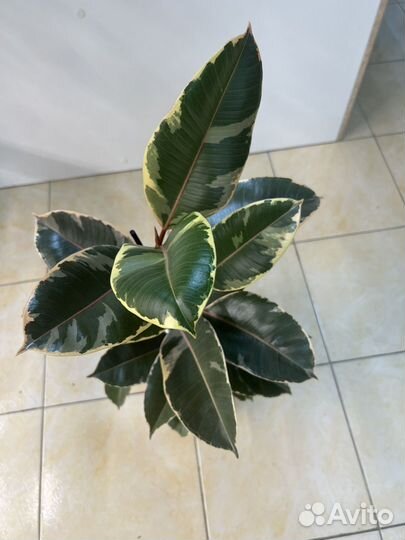 Фикус тинеке