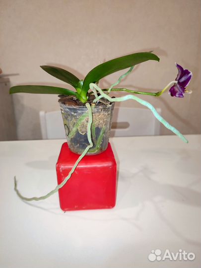 Орхидея фаленопсис мини