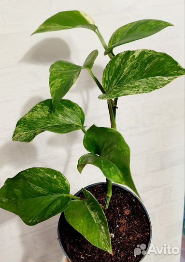 Сциндапсусы и эпипремнумы (разные сорта)