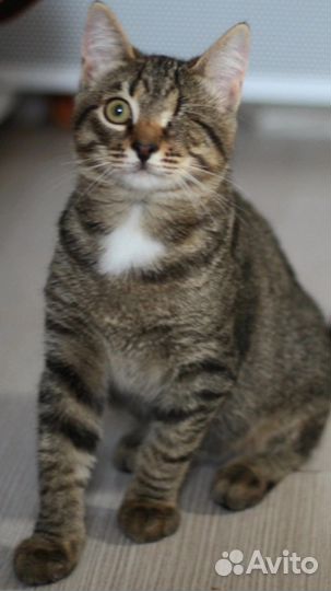 Котик в добрые руки