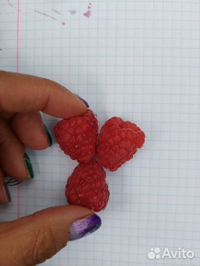 Саженцы малины