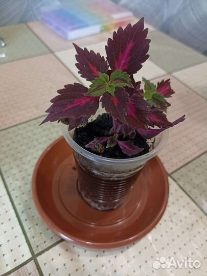 Продам в хорошие добрые руки