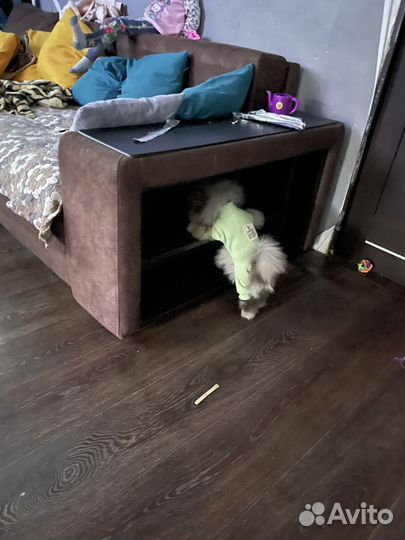 Померанский шпиц медвежьего типа