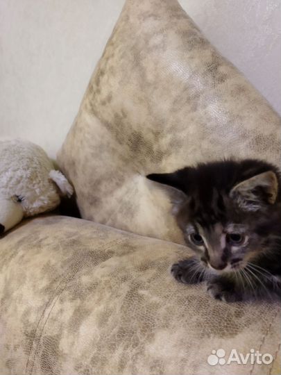 Котята отдам даром