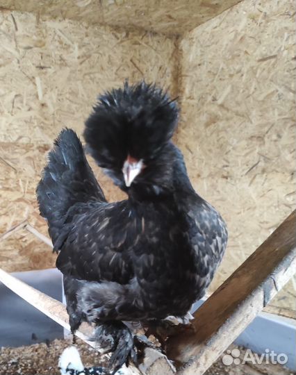 Алтайская Бентамка, чистая линия