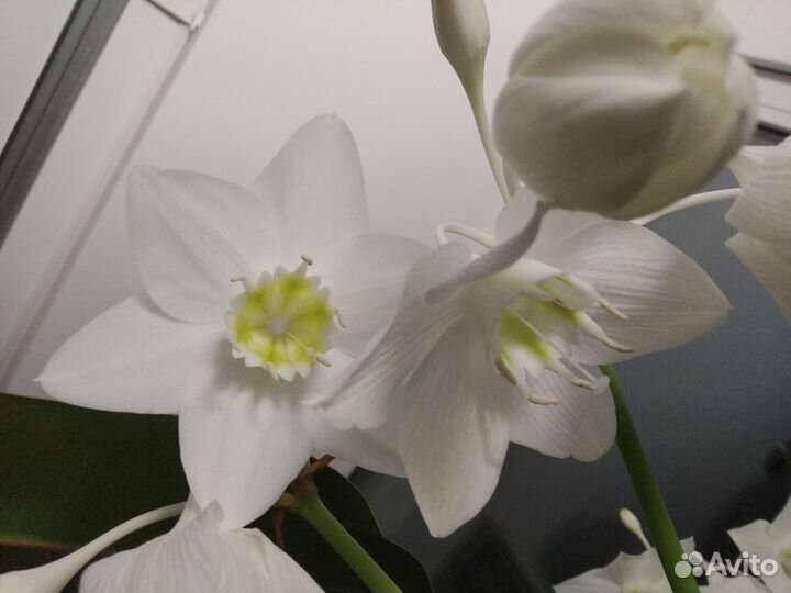 Эухарис амазонская лилия