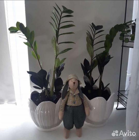 Замиокулькас Равен черный