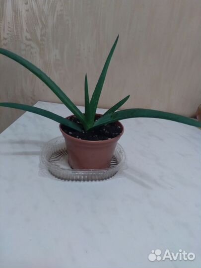 Алоэ вера растение