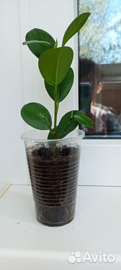 Фикус микрокарпа мокламе