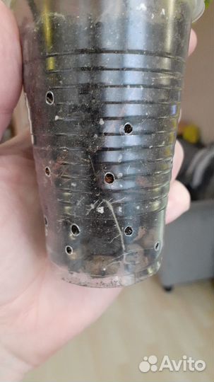 Фикус бенджамина пестролистный