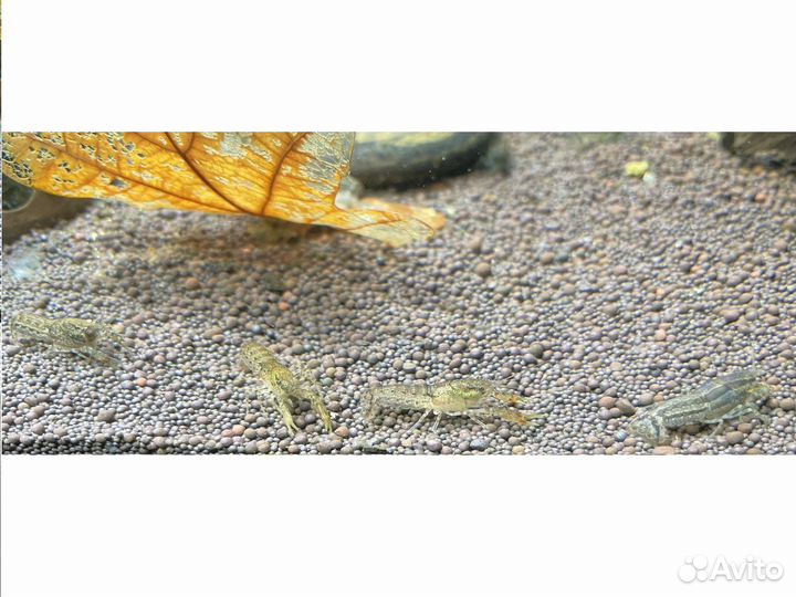 Рак карликовый синий (Cambarellus diminutus)