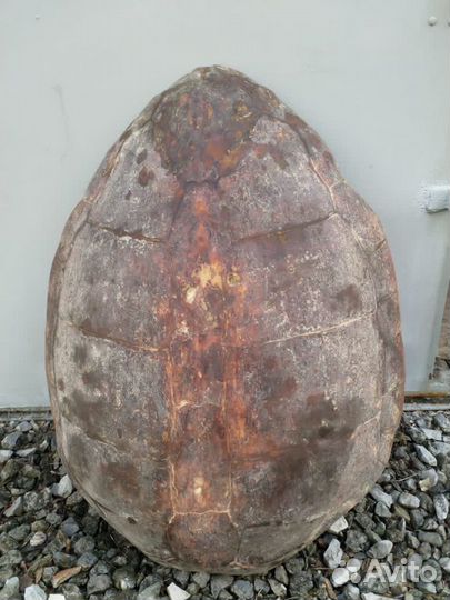 Панцирь черепахи