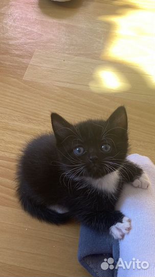 Котята в добрые и любящие руки