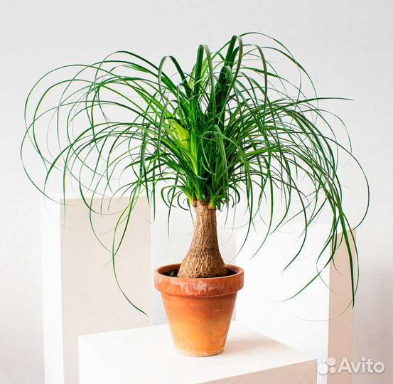 Нолина, Бокарнея