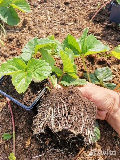 Саженцы клубники (Виктории, земляники садовой)