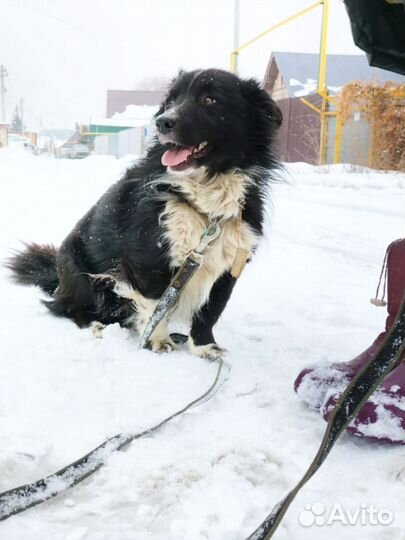 Небольшой пёсик, 1,5 года