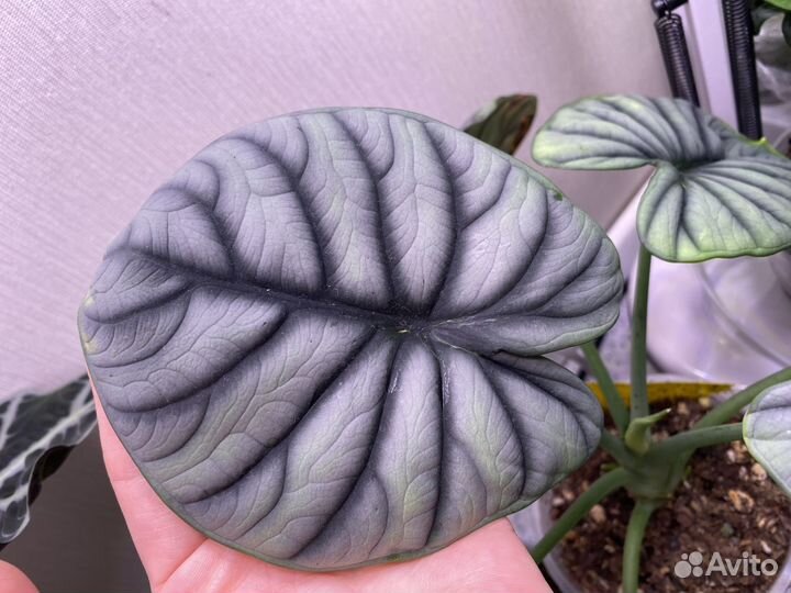 Алоказия клубни