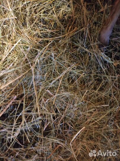 Козий навоз для грядок