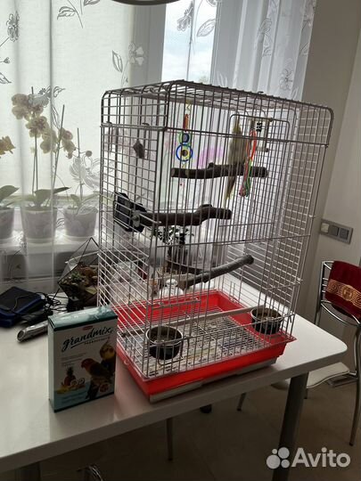 Попугай корелла с клеткой