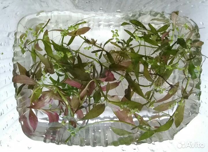 Аква растения: валлиснерия, лимнобиум, людвигия