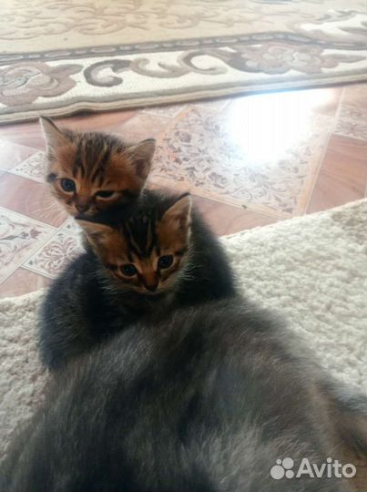 Кошка британские