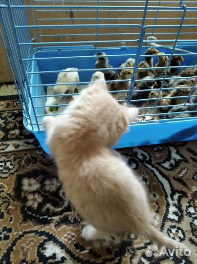 Шотландские котята