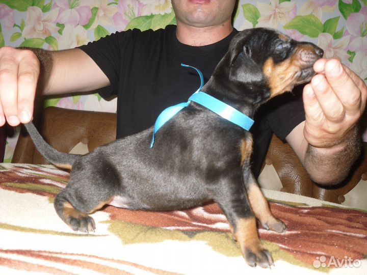 Продаю щенков доберманов