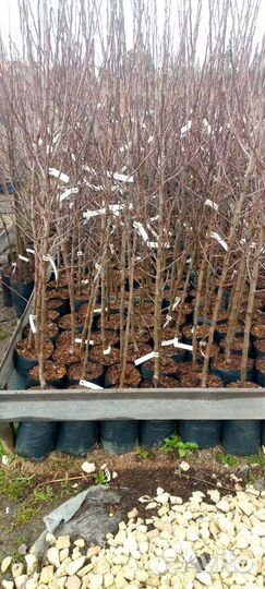 Саженцы плодовых растений