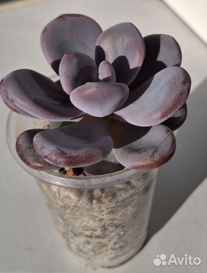 Эхеверии и пахиверии. Коллекционные