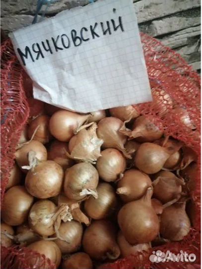 Лук севок Оптом