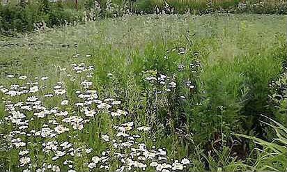 Участок 7 сот. (СНТ, ДНП)