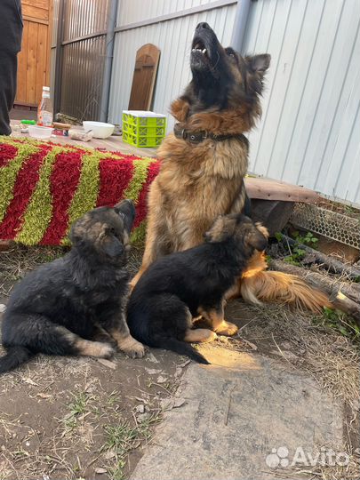 Немецкая овчарка