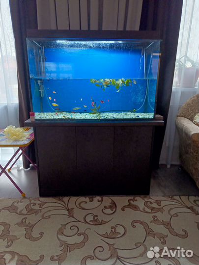 Аквариумные рыбки и растения (полностью аквариум)